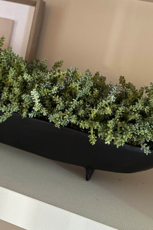 Mini Plant in a Footed Black Boat