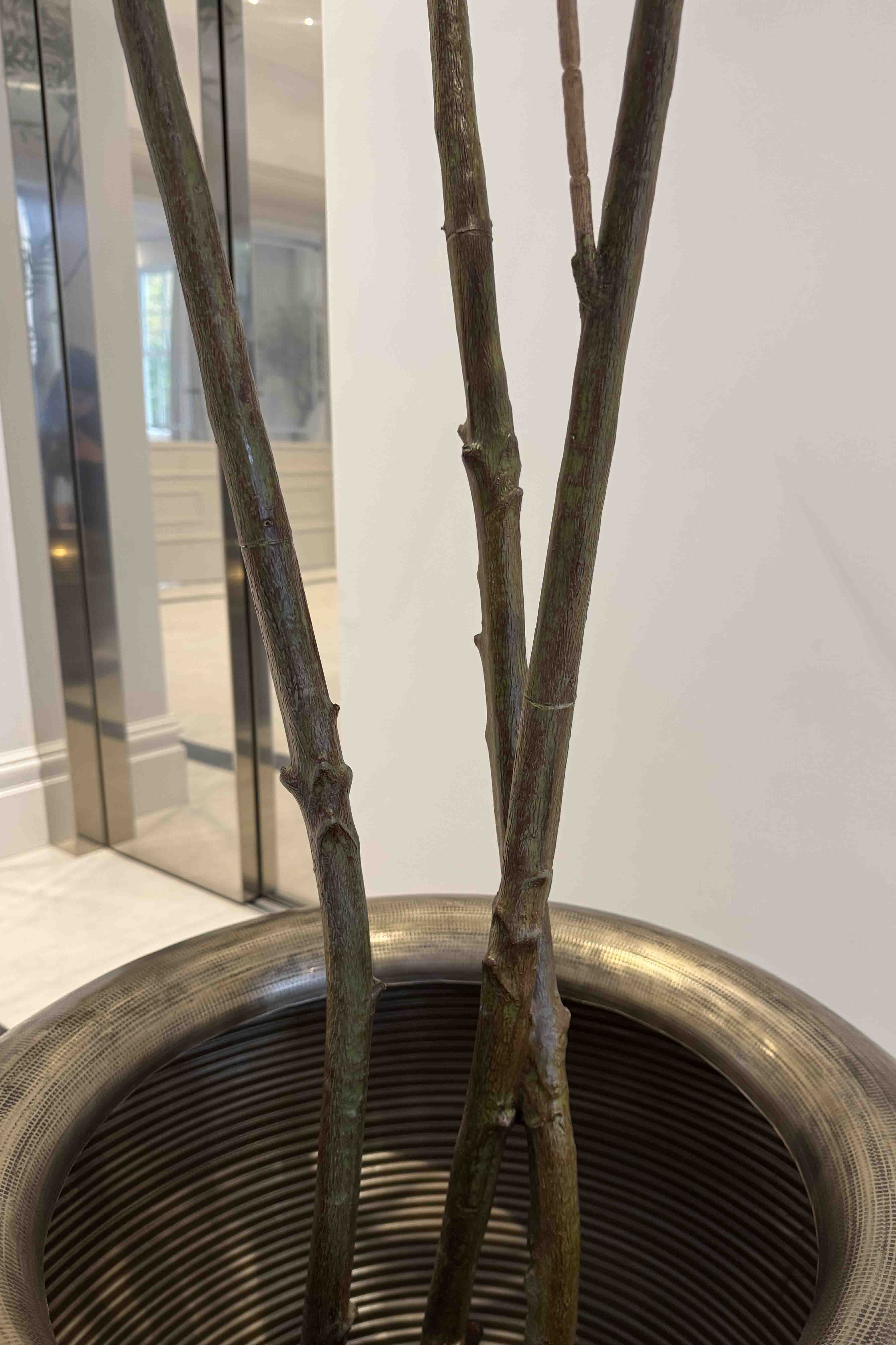 Chamaedorea tree 240cm RTfact Flowers 