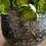 Succulent in a Glazed Mottled Pot RTfact Flowers 
