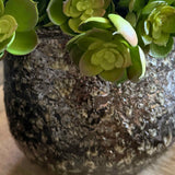 Succulent in a Glazed Mottled Pot RTfact Flowers 