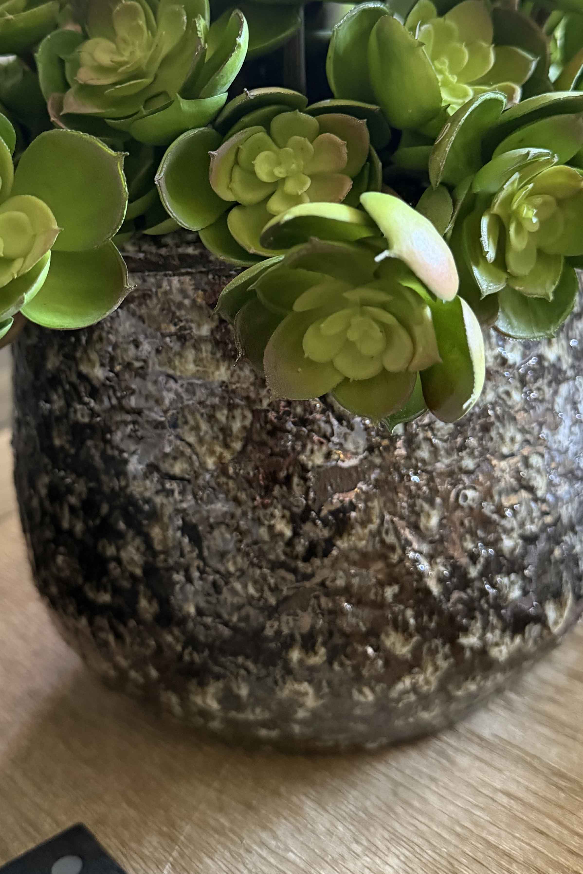 Succulent in a Glazed Mottled Pot RTfact Flowers 
