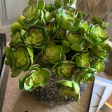 Succulent in a Glazed Mottled Pot RTfact Flowers 