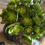 Succulent in a Glazed Mottled Pot RTfact Flowers 