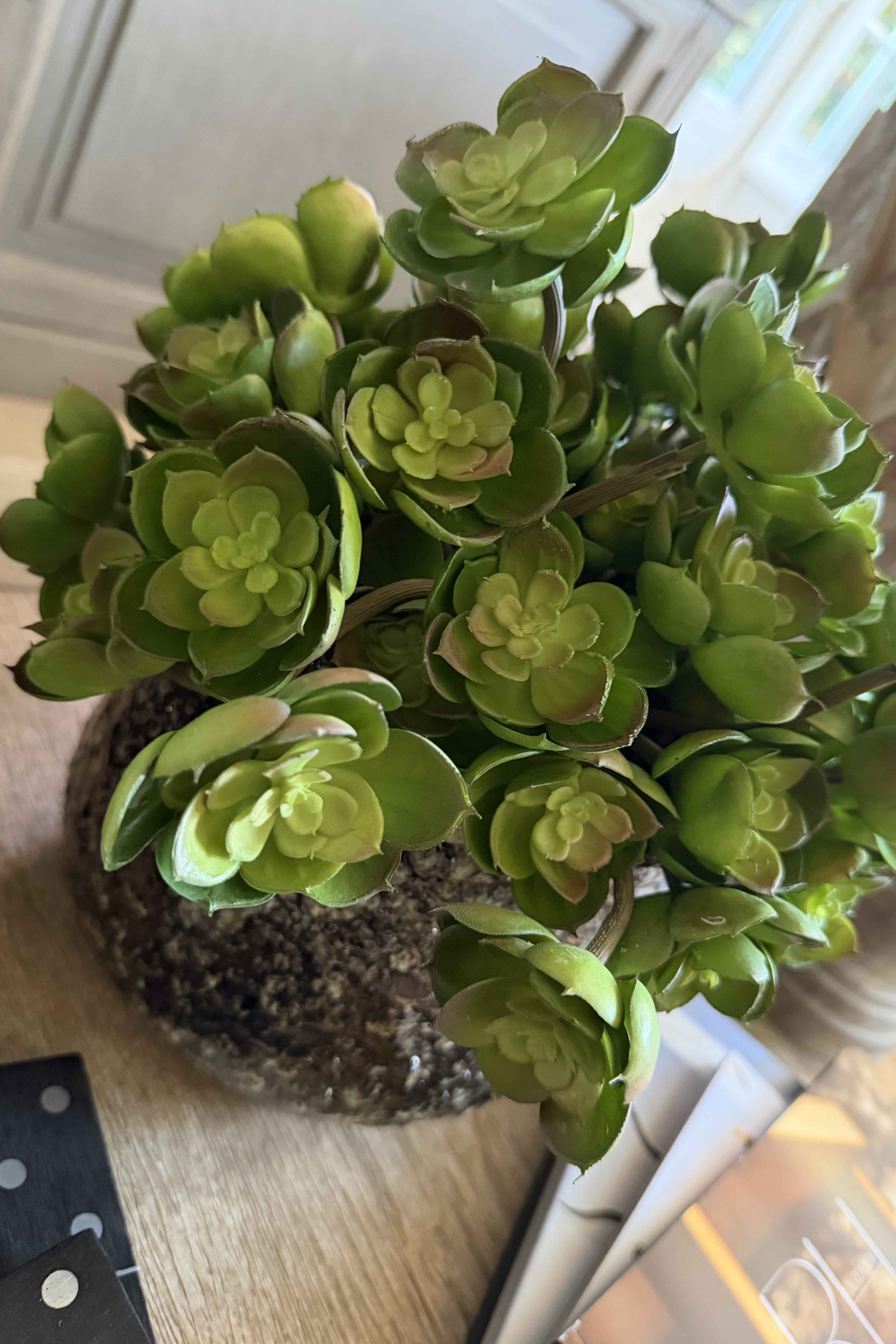 Succulent in a Glazed Mottled Pot RTfact Flowers 