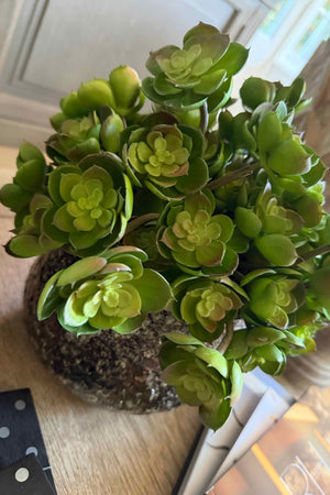 Succulent in a Glazed Mottled Pot RTfact Flowers 