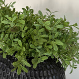 Teabush in a Black Dimpled Vase