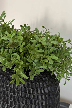 Teabush in a Black Dimpled Vase