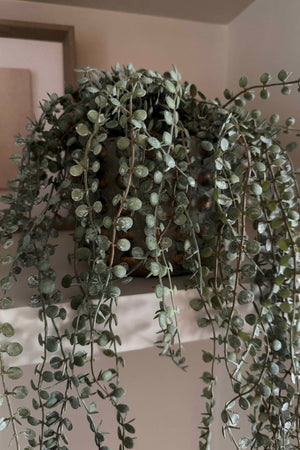 Hanging Succulent in a Distressed Bobble Pot