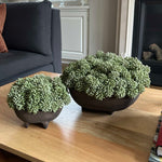 Angelica in a Brown Footed Bowl RTfact Flowers 