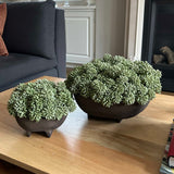 Angelica in a Brown Footed Bowl RTfact Flowers 