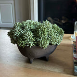 Angelica in a Brown Footed Bowl RTfact Flowers 