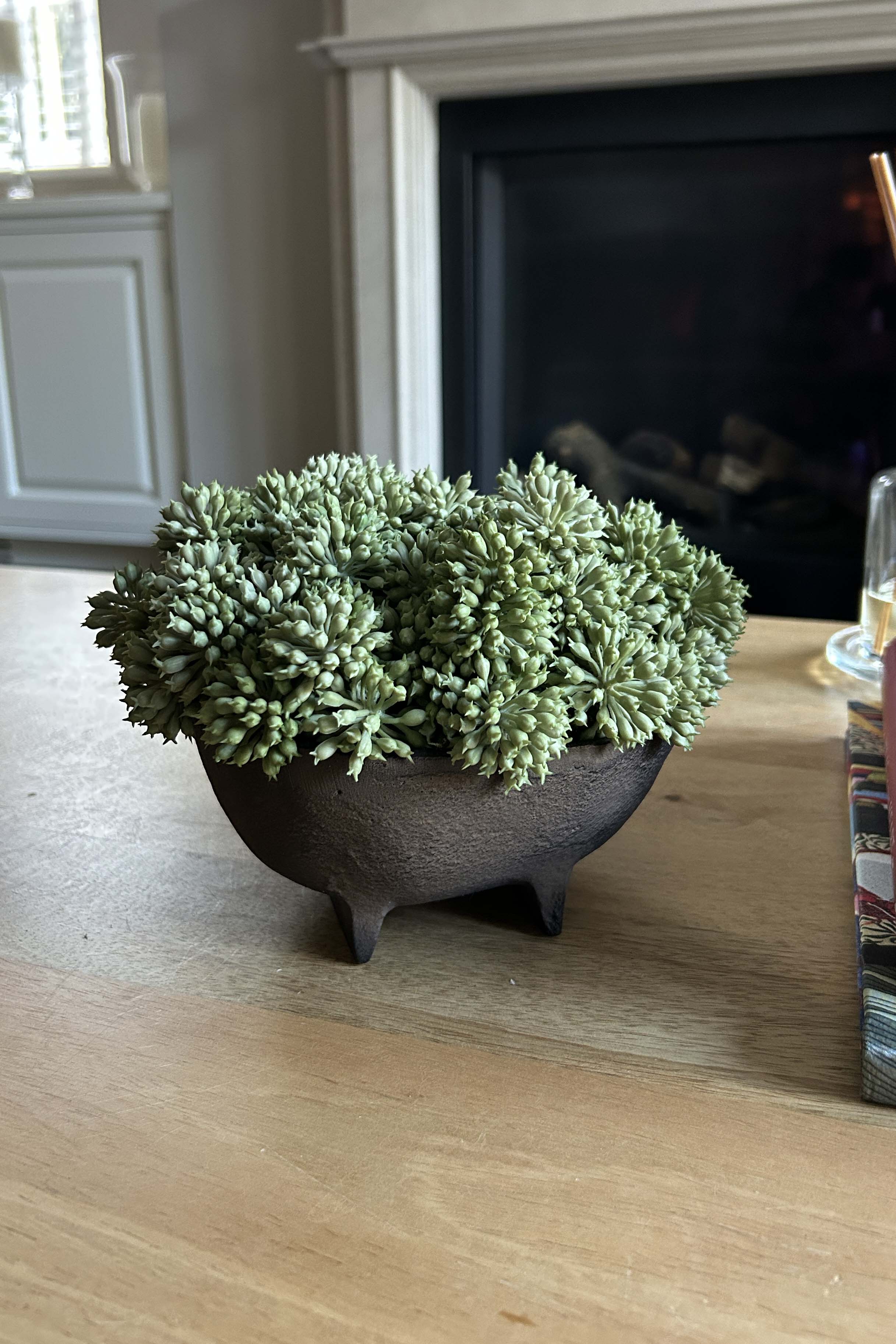 Angelica in a Brown Footed Bowl RTfact Flowers 