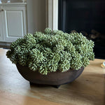 Angelica in a Brown Footed Bowl RTfact Flowers 