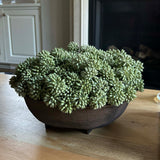 Angelica in a Brown Footed Bowl RTfact Flowers 