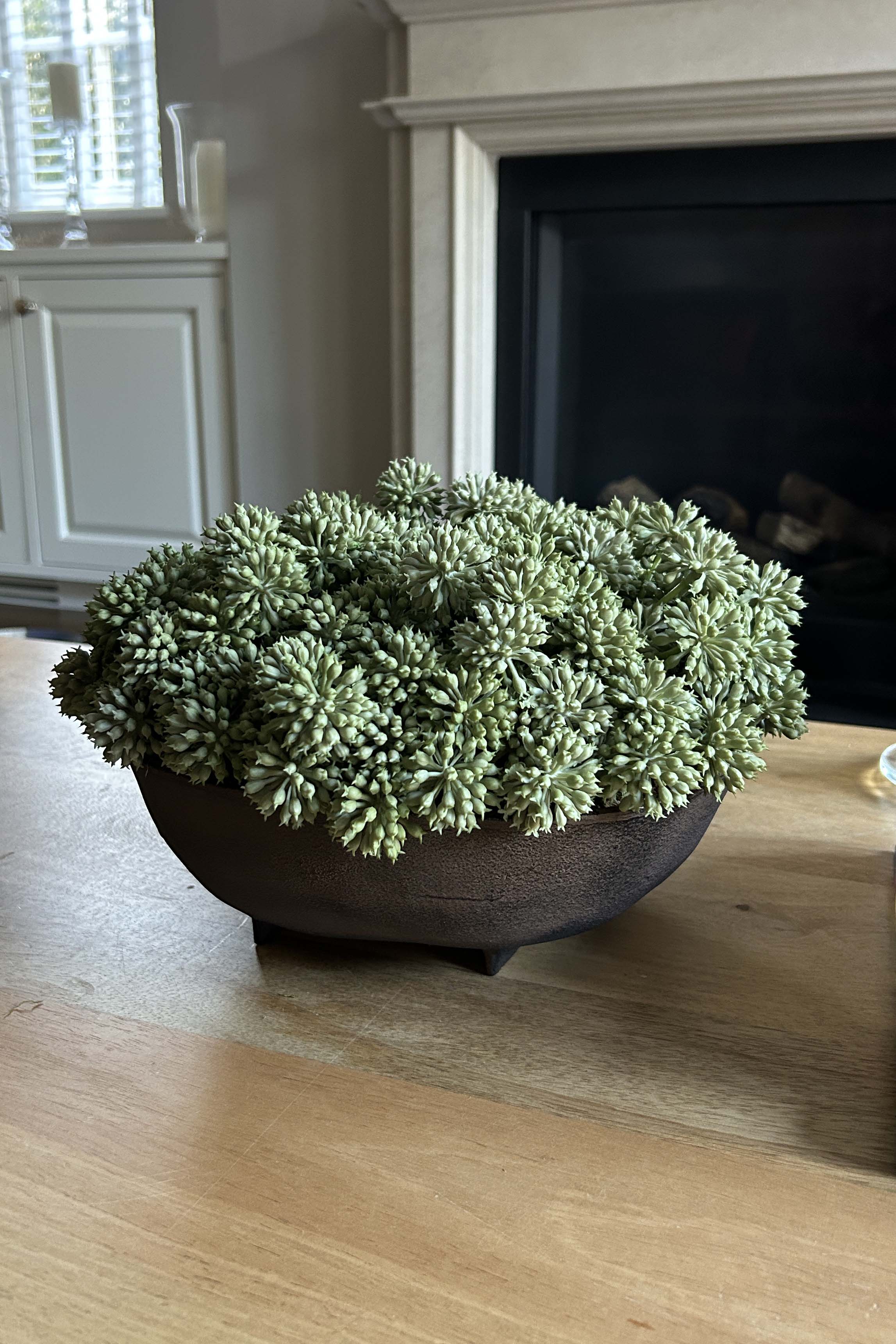 Angelica in a Brown Footed Bowl RTfact Flowers 