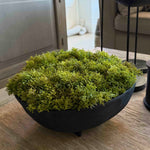 Curly Moss in a Black Footed Bowl - TO SHOOT RTfact Flowers 