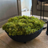 Curly Moss in a Black Footed Bowl - TO SHOOT RTfact Flowers 