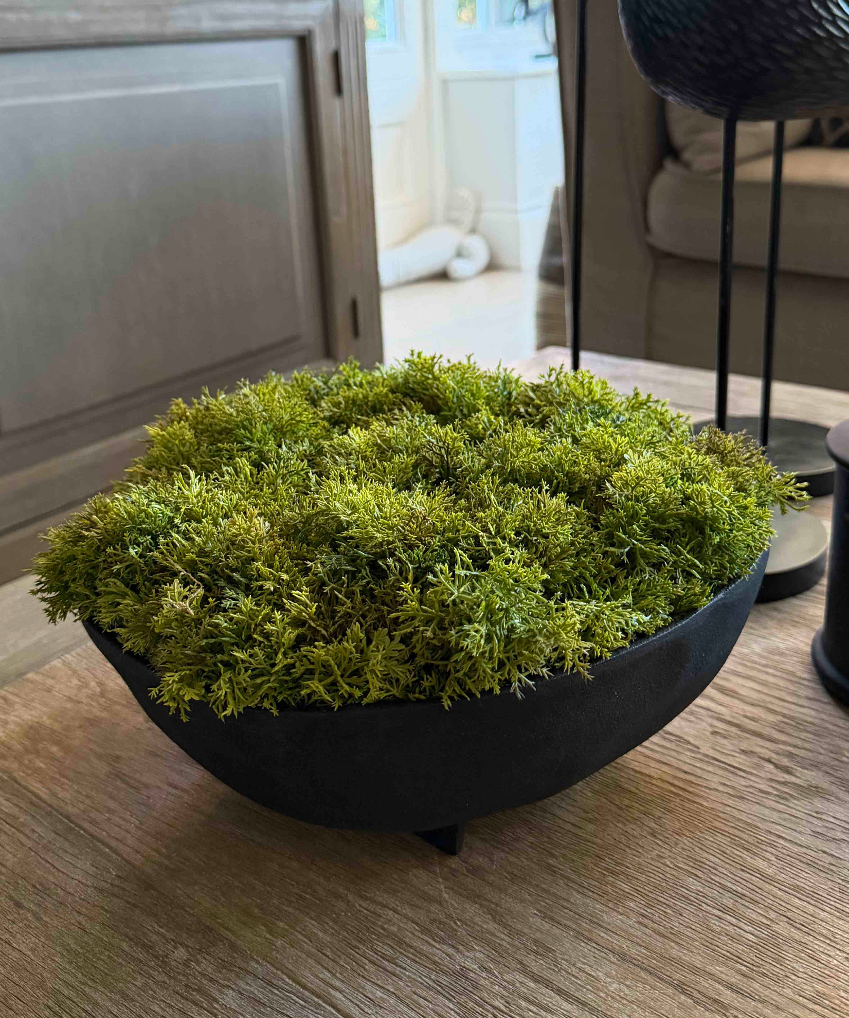 Curly Moss in a Black Footed Bowl - TO SHOOT RTfact Flowers 