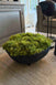 Curly Moss in a Black Footed Bowl - TO SHOOT RTfact Flowers 