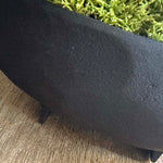 Curly Moss in a Black Footed Bowl - TO SHOOT RTfact Flowers 