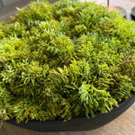 Curly Moss in a Black Footed Bowl - TO SHOOT RTfact Flowers 