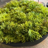 Curly Moss in a Black Footed Bowl - TO SHOOT RTfact Flowers 