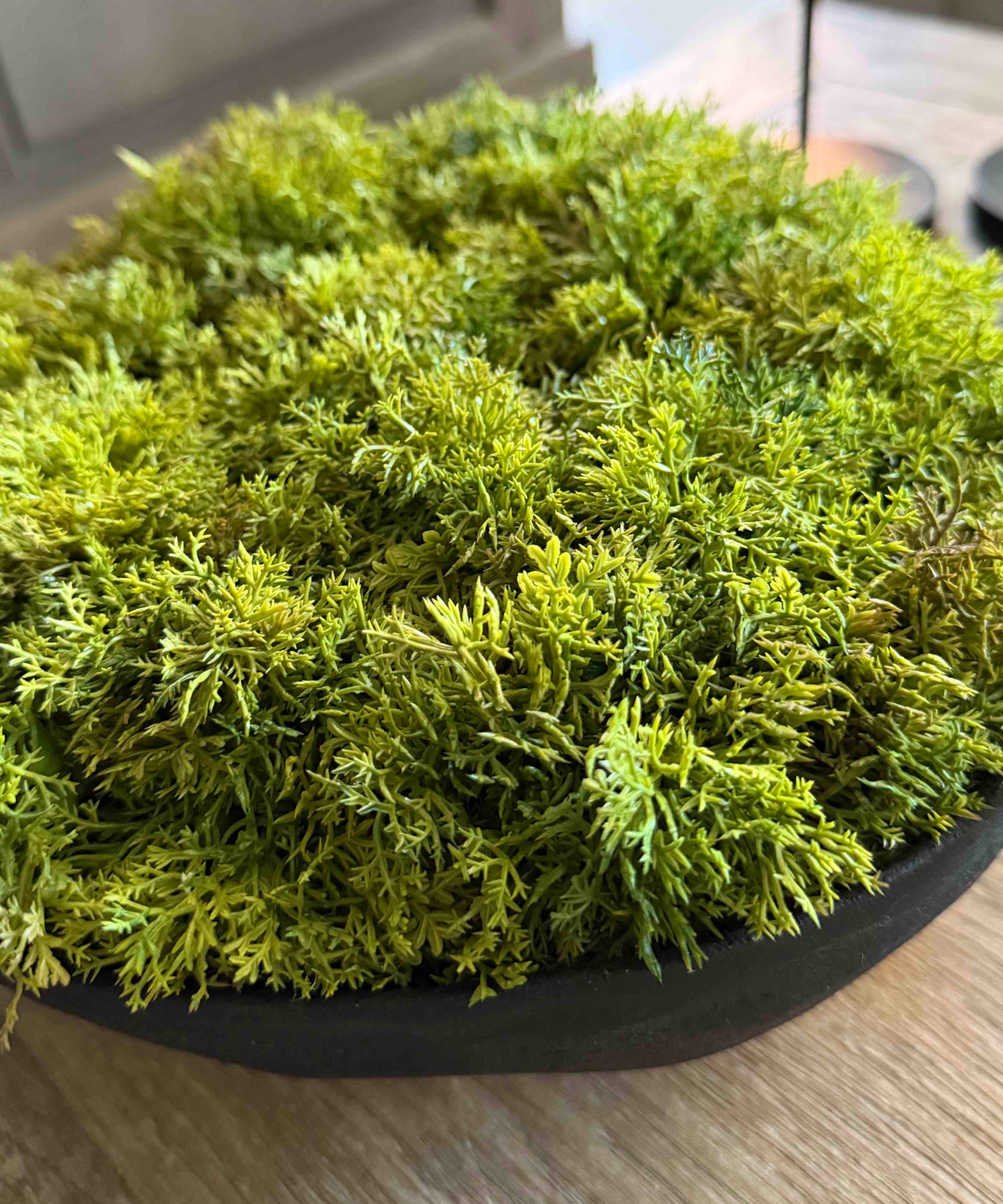 Curly Moss in a Black Footed Bowl - TO SHOOT RTfact Flowers 