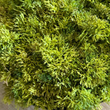 Curly Moss in a Black Footed Bowl - TO SHOOT RTfact Flowers 