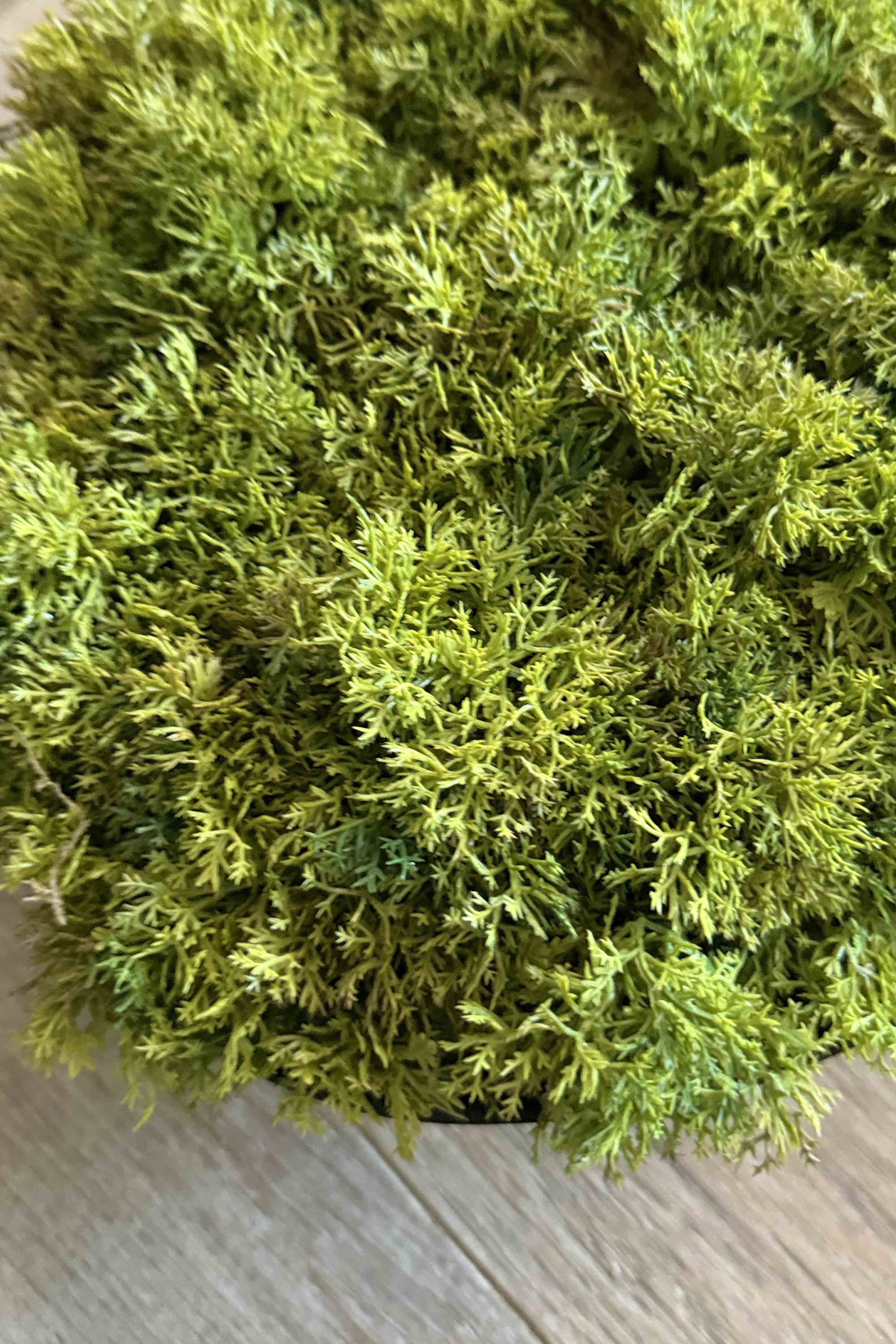 Curly Moss in a Black Footed Bowl - TO SHOOT RTfact Flowers 