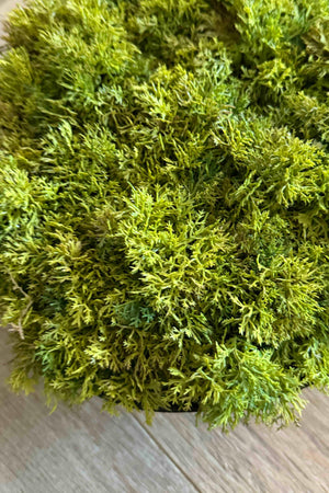 Curly Moss in a Black Footed Bowl - TO SHOOT RTfact Flowers 