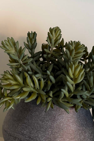 Mini Spiky Succulents in a Taupe Frosted Vase RTfact Flowers 