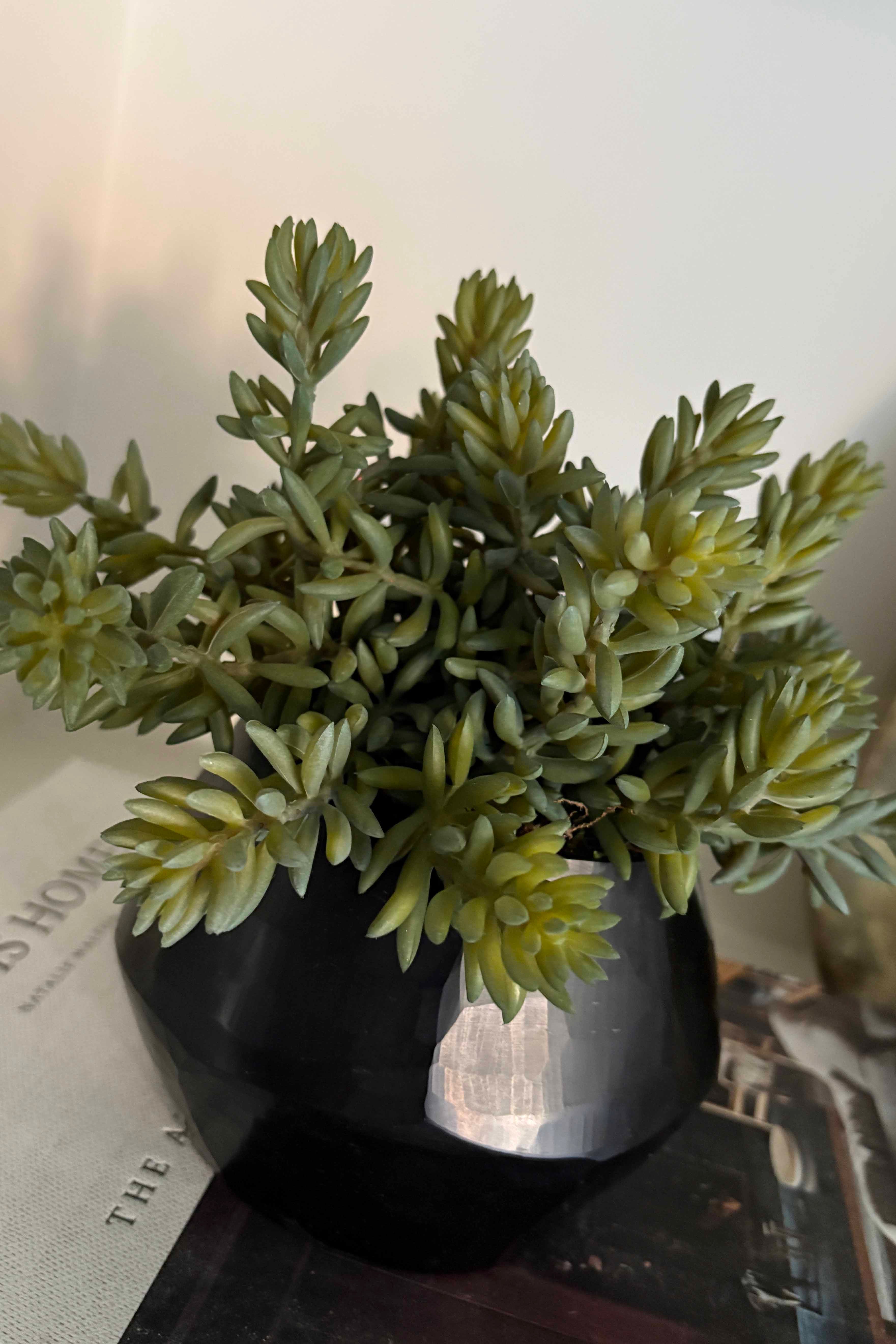 succulents in black vase Mini Spiky Succulents in a Black Glass Vase – RTfact Flowers