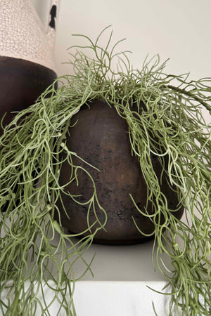 Hanging Watergrass in a Rustic Brown Pot