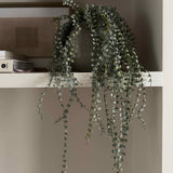 Hanging Succulent in a Rustic Grey Pot