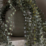 Hanging Succulent in a Rustic Grey Pot