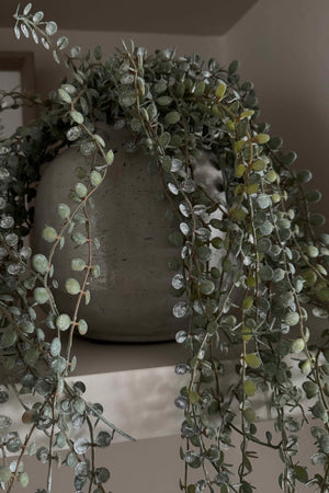 Hanging Succulent in a Rustic Grey Pot