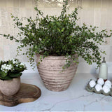 Leaf Spray in a Ribbed Terracotta Pot RTfact Flowers 