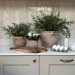 Leaf Spray in a Ribbed Terracotta Pot RTfact Flowers 