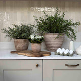 Leaf Spray in a Ribbed Terracotta Pot RTfact Flowers 