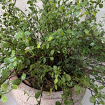 Leaf Spray in a Ribbed Terracotta Pot RTfact Flowers 