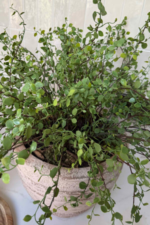 Leaf Spray in a Ribbed Terracotta Pot RTfact Flowers 