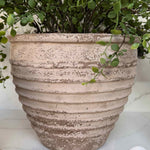 Leaf Spray in a Ribbed Terracotta Pot RTfact Flowers 