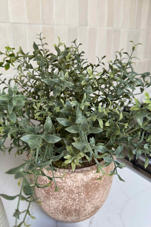 Leaf in a Terracotta Pot RTfact Flowers 