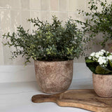 Leaf in a Terracotta Pot RTfact Flowers 