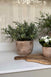 Leaf in a Terracotta Pot RTfact Flowers 