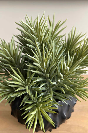 Spiky Succulents in a Black 'Cactus' Vase