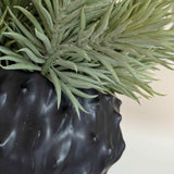 Spiky Succulents in a Black 'Cactus' Vase RTfact Flowers 