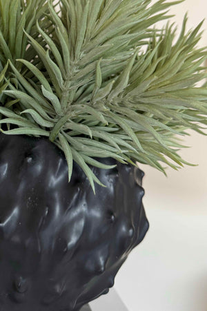 Spiky Succulents in a Black 'Cactus' Vase RTfact Flowers 
