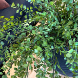 Maidenhair Fern and Leaf Spray in a Black Clay Pot