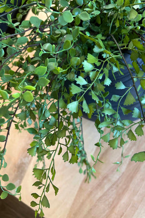 Maidenhair Fern and Leaf Spray in a Black Clay Pot